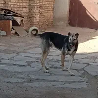 حیوان