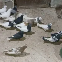 تعدادی بهبونی اکثرا هنر دار