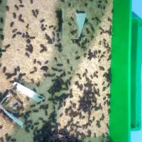 میلورم|خزنده|شیراز, لاله|دیوار