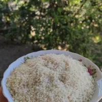 برنج درشت و سرلاشه و نیم دانه هاشمی دسترنج کشاورز|خوردنی و آشامیدنی|رشت, آزادگان|دیوار