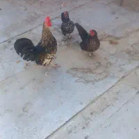 مرغ و خروس سیبرایت مینیاتوری