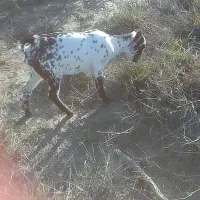 کهره ماده سالم