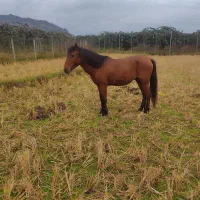 اسب جوان3ساله اروم باری سواری گعله دار فروشی|حیوانات مزرعه|چوبر, |دیوار