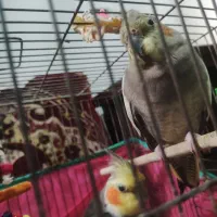 یک جفت عروس هلندی مولد