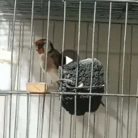 سهره سه سالع