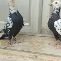سوسکی کله سفید زات سینه سفید
