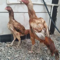 جوجه خروس ۱۱ماهه با اصل و نسب|حیوانات مزرعه|فاضل آباد, |دیوار