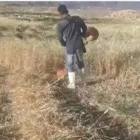 علف زنی باغات بادستگاه