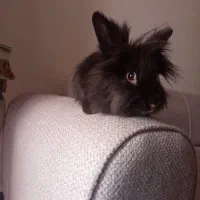 دو عدد خرگوش جرسی ماده