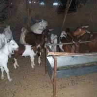 ۱۱بز و کهره پاکستانی بفروش میرسد|حیوانات مزرعه|جیرفت, |دیوار