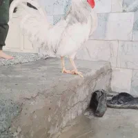 یه خروس و توله .بقلمون غاز مرغ خروس