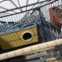 جفت مرغ عشق جوان