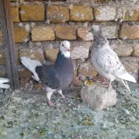 سه عدد کچکلک هفت رنگ کبوتر