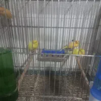 ۴ عدد قناری نر ۷،۸ ماهه برای خاص پسندان