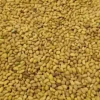 بذر یونجه درجه یک بوجاری شده