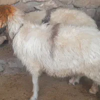 میش|حیوانات مزرعه|مسجد سلیمان, |دیوار