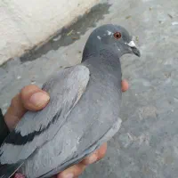 کفتر