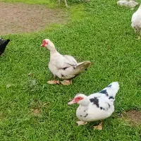 فروش بوقلمون و اردک اسرائیلی و مرغ و خروس|حیوانات مزرعه|چالوس, |دیوار