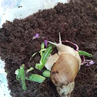 حلزون ۱۷ سانتی|خزنده|تهران, بلورسازی|دیوار