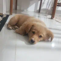 سگ گمشده|حیوانات|بندر گز, |دیوار