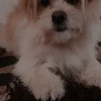 سگ خانگی|سگ|زنجان, |دیوار