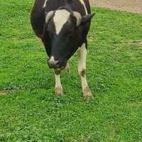 گاو آبستن تو نه ماهگیست