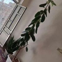 گل فیکوس|گل و گیاه طبیعی|سلماس, |دیوار