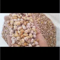 لوبیای سالم و سرما زده