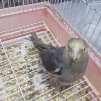 عروس هلندی تازه دونخور|پرنده|بهبهان, |دیوار