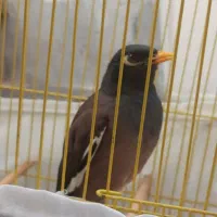 مرغ مینا