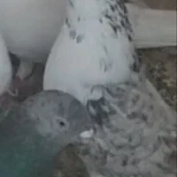 کبوتر پرشی نر بوربوری