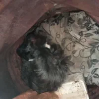 سگ شیتزوی گمشده|حیوانات|مشهد, توس فردوسی|دیوار