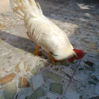 خروس و مرغ دورگ|حیوانات مزرعه|چالوس, |دیوار