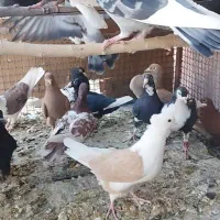 تعدادی کفتر ماده و نر|پرنده|زرند, |دیوار