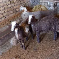 بره نر داشتی