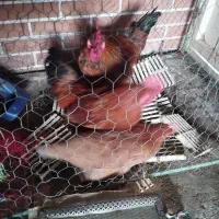 خروس و مرغ محلی