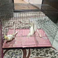 عروس هلندی لوتینو