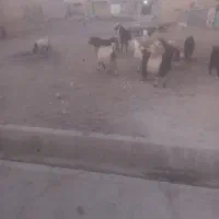 بز داشتی|حیوانات مزرعه|شوشتر, |دیوار