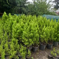 فروش پیتسپرون کیفیت عالی|خدمات باغبانی و درختکاری|کتالم و سادات شهر, |دیوار