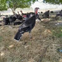 ۱۸۰ عدد بوقلمون برنز ماده|حیوانات مزرعه|الشتر, |دیوار