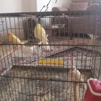 یک جفت قناری لیموی|پرنده|قشم, |دیوار