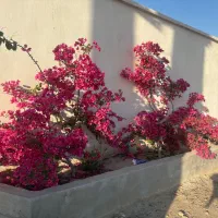 اجاره دربست اقامتگاه عید نوروز قشم