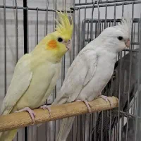 عروس هلندی|پرنده|نجف‌آباد, طالقانی|دیوار