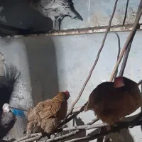 مرغ تخم گذار  خروس محلی  بوقلمون .نیمچه اسراییلی|حیوانات مزرعه|اسالم, |دیوار