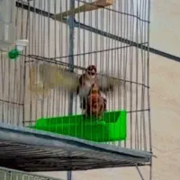 ۴تا جوجه سره قناری سرخ