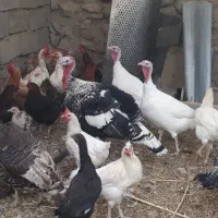 فروش بوغلمون