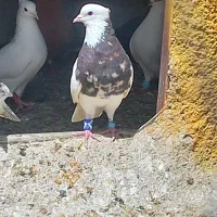 نر طوق هفرنگ شرط زدو خورد