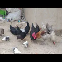 مرغ وکبوتر