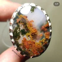 انگشتر شجر دریایی
