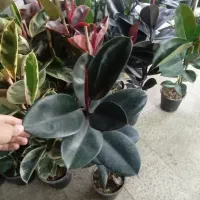 گل گلخانه|گل و گیاه طبیعی|ارومیه, |دیوار